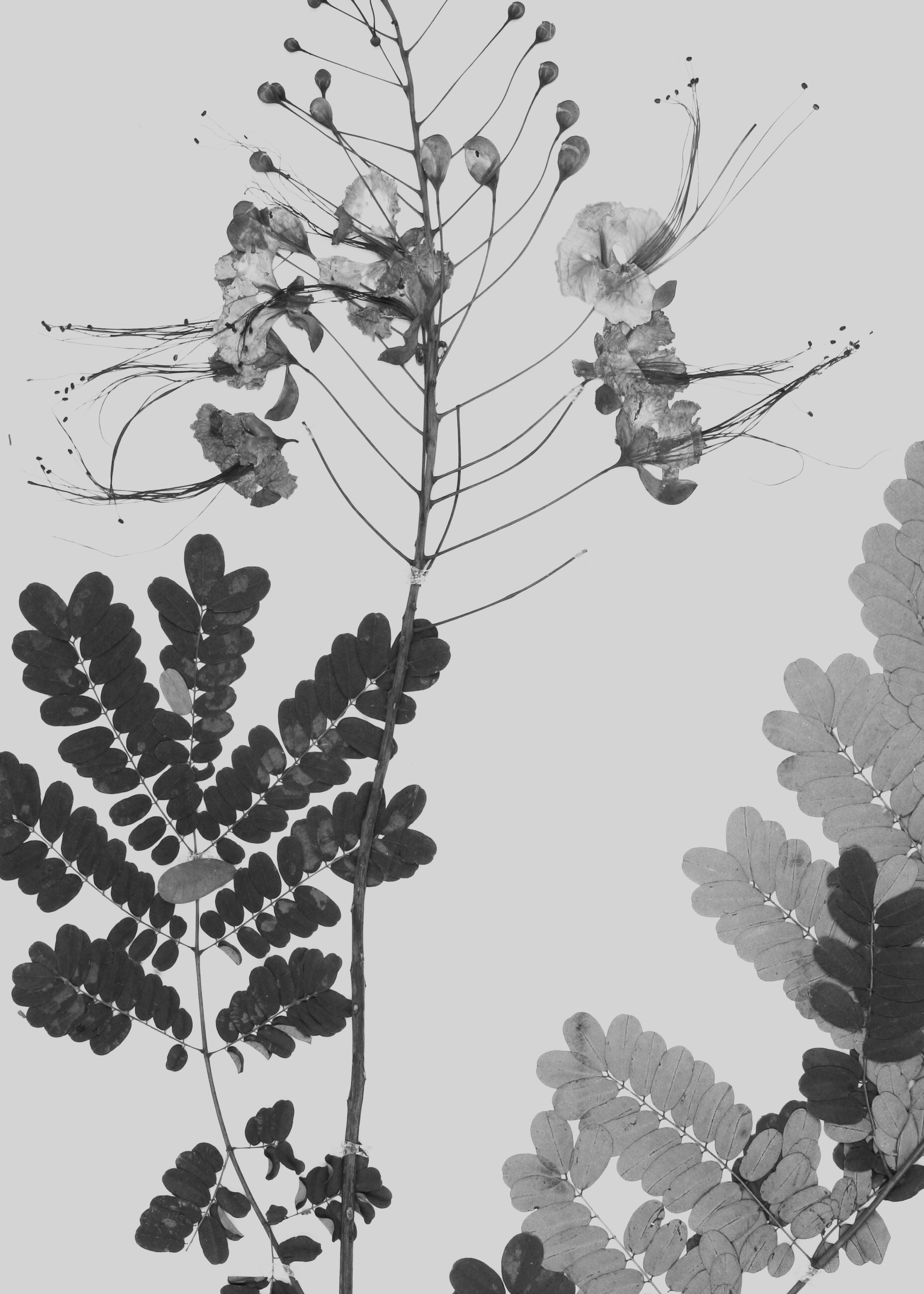 Institute for Postnatural Studies, project: Peyōni (hero landscape)