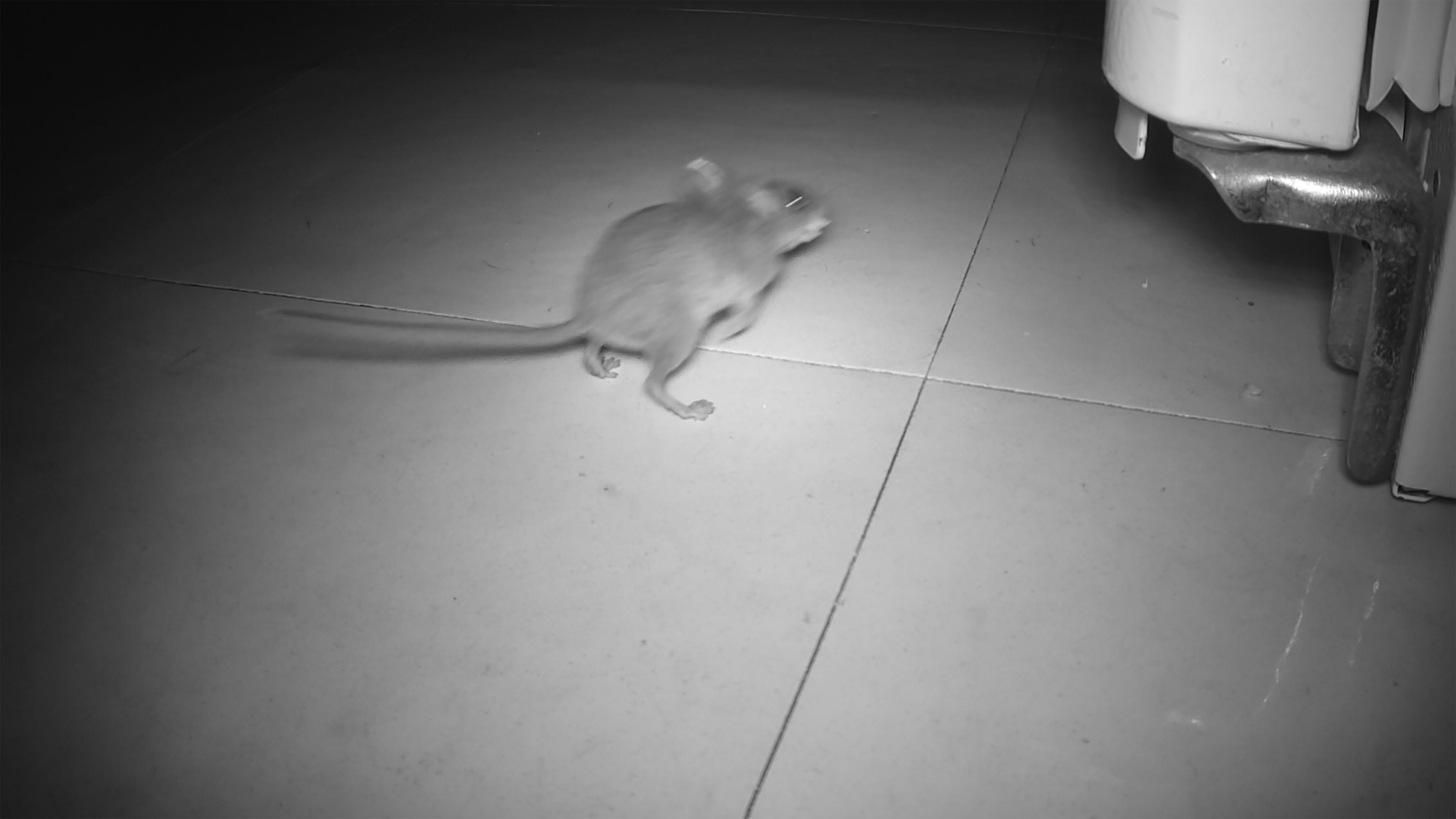 Institute for Postnatural Studies, activity: MARIANNE HOFFMEISTER (fig. 1)