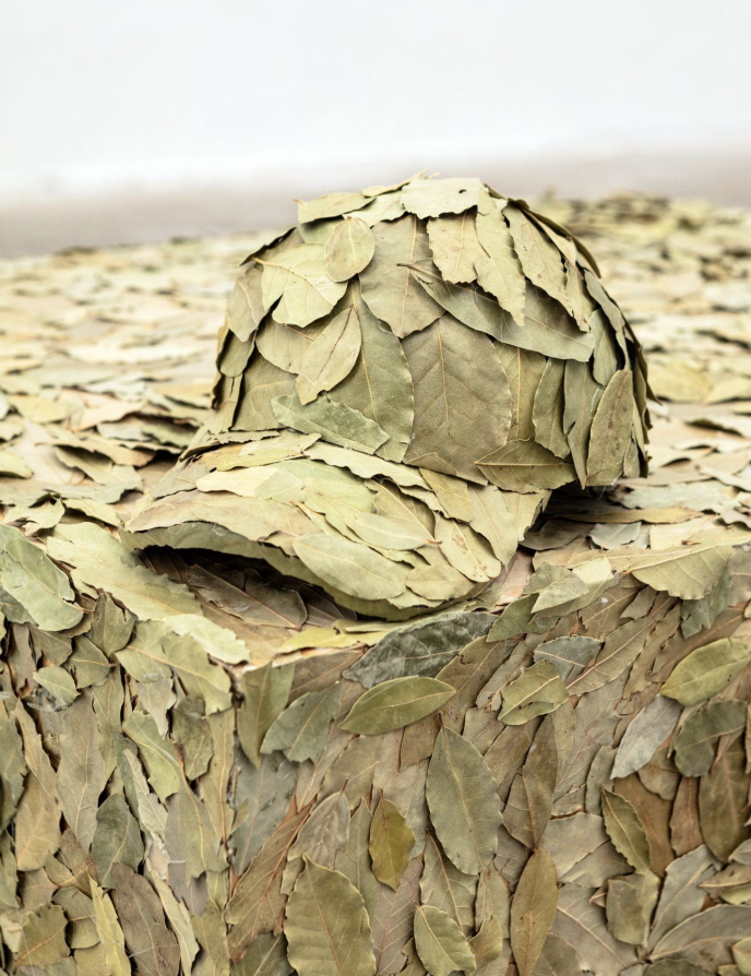 Institute for Postnatural Studies, activity: EMMANUELA SORIA RUIZ (fig. 3)