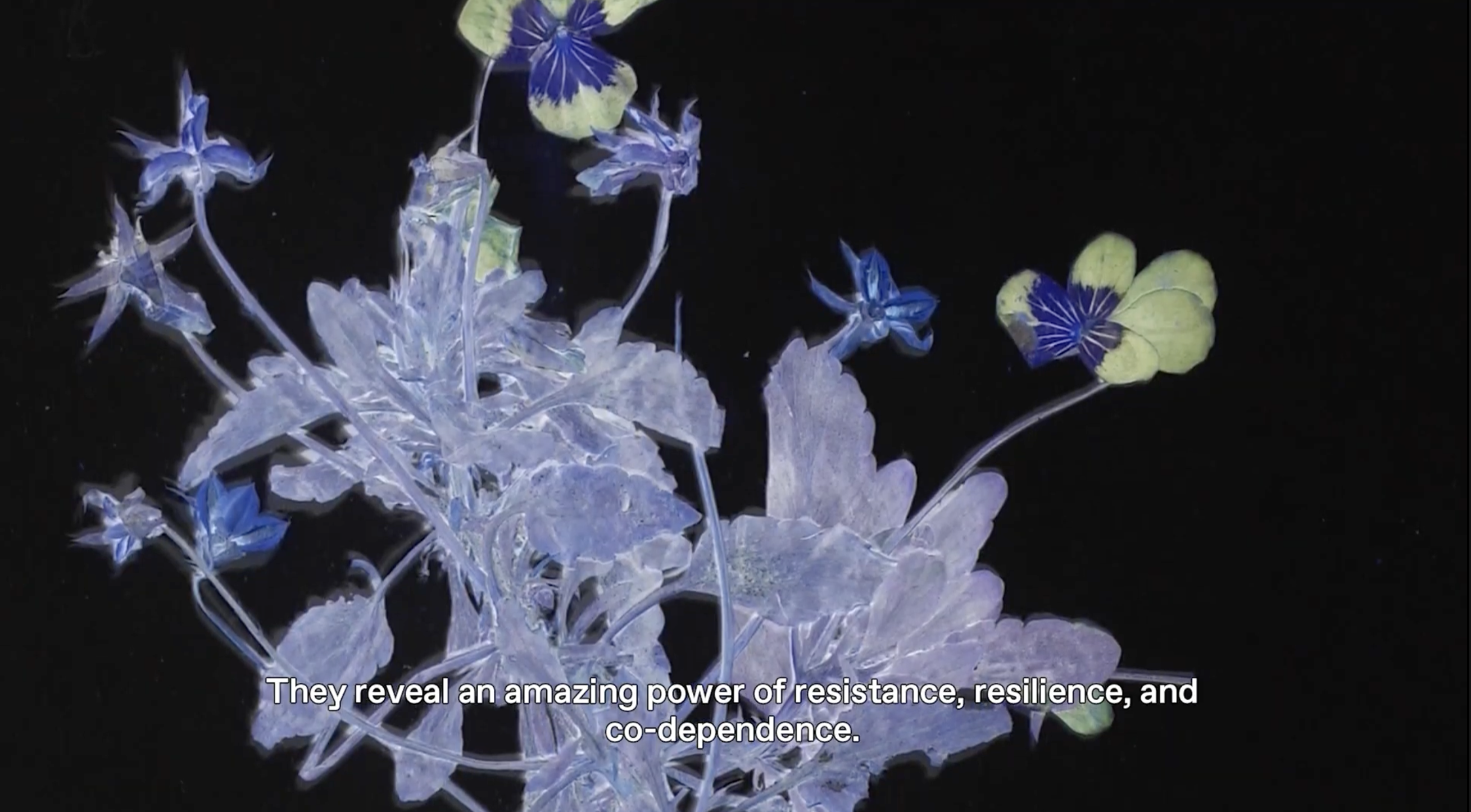 Institute for Postnatural Studies, project: METAPHYSICS OF MIXTURE: NOTES ON POSTNATURAL GARDENING (fig. 6)