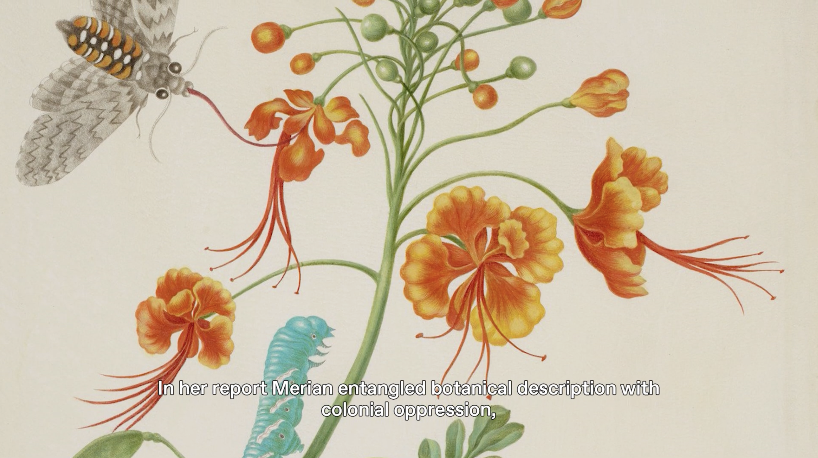 Institute for Postnatural Studies, project: METAPHYSICS OF MIXTURE: NOTES ON POSTNATURAL GARDENING (fig. 3)